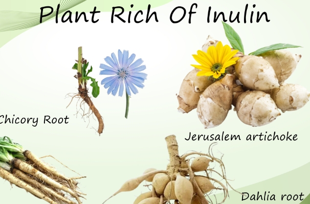 What is Inulin Used For.png